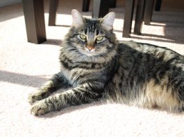 maine coon