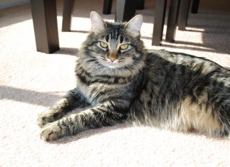 maine coon