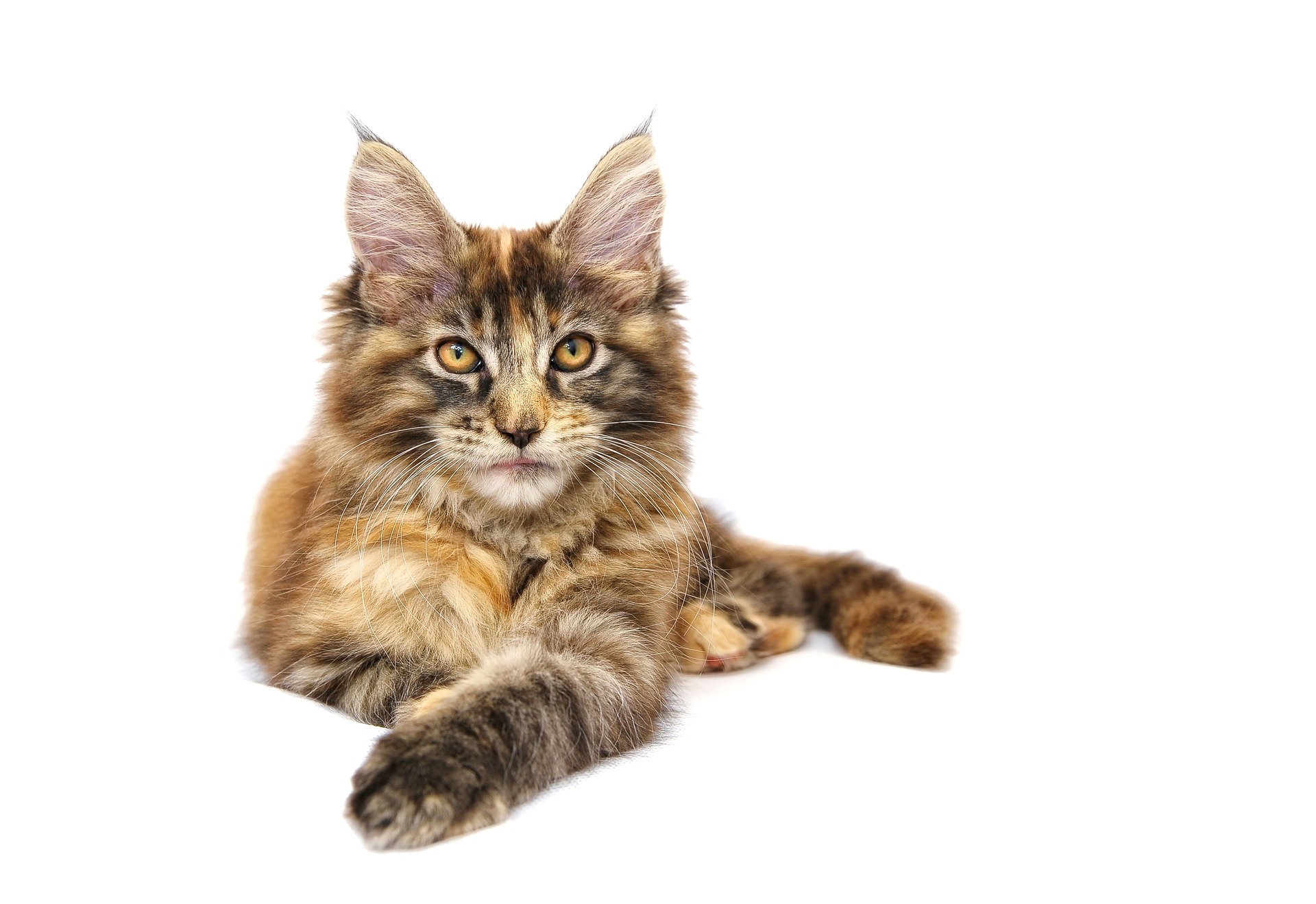 maine coon