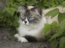 siberian cat
