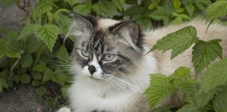 siberian cat