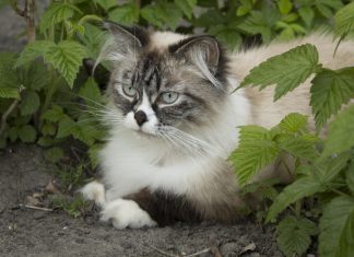 siberian cat