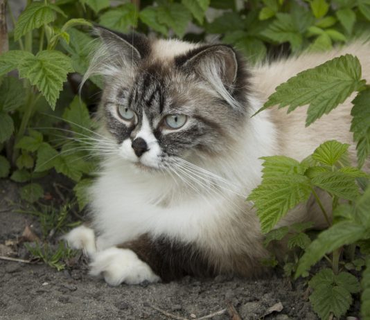 siberian cat