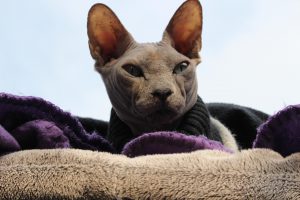 hairless cat