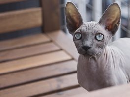 sphynx cat