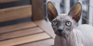 sphynx cat