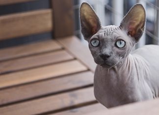 sphynx cat