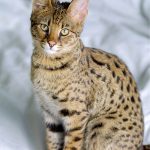 savannah-cat-518126_1280