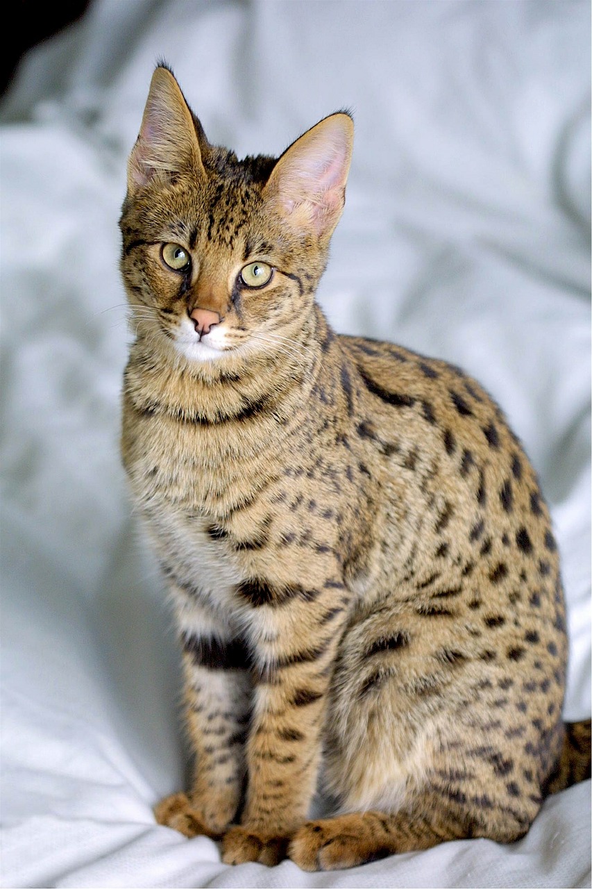 savannah hybrid cat