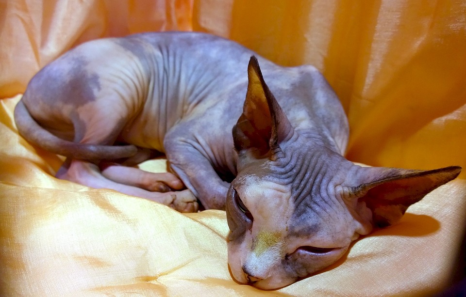 hairless cat breed