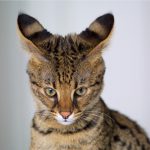 stockvault-savannah-cat200910