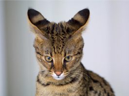 savannah cat