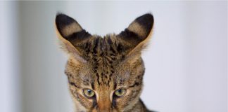 savannah cat