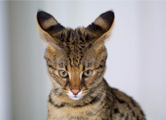 savannah cat