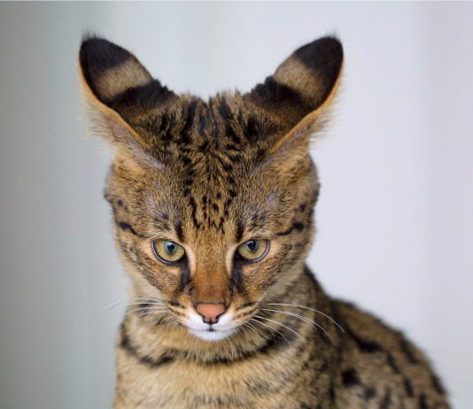 savannah cat