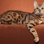 1_ocicat