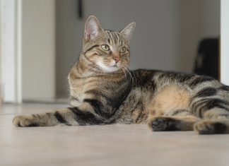 sokoke cat