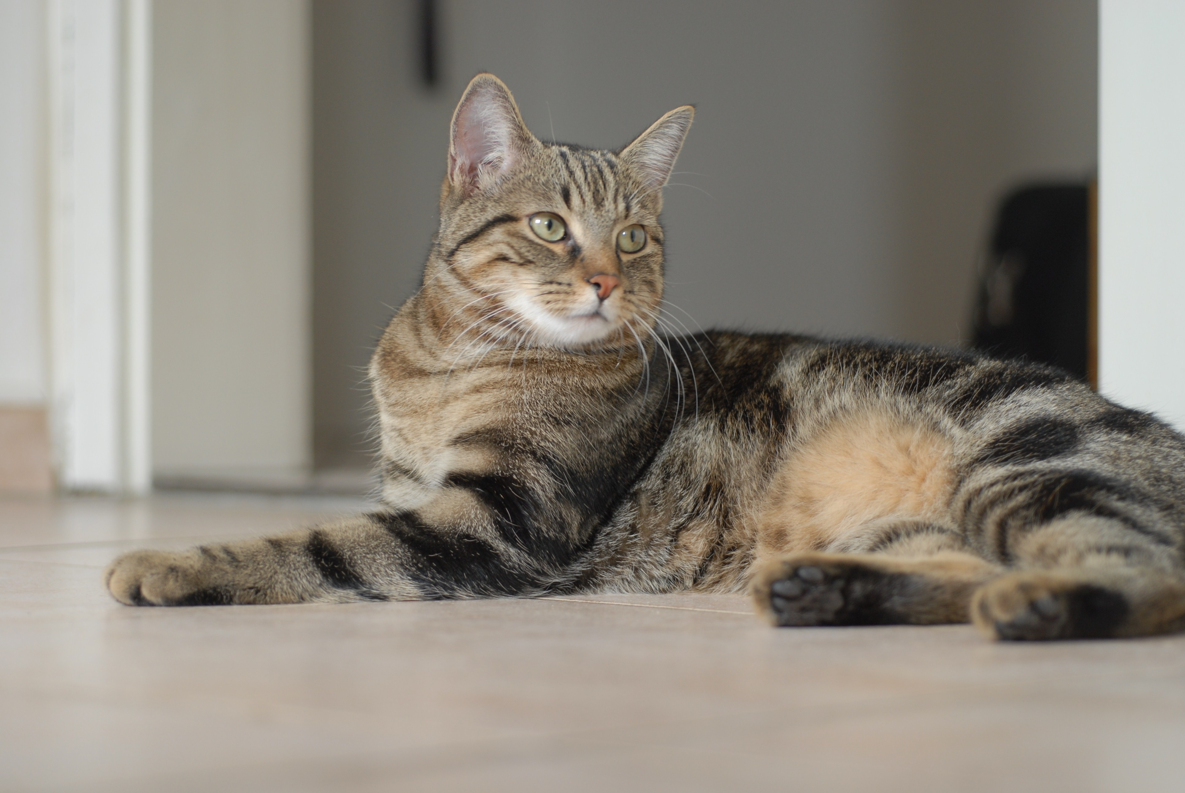 Sokoke forest cat new arrivals