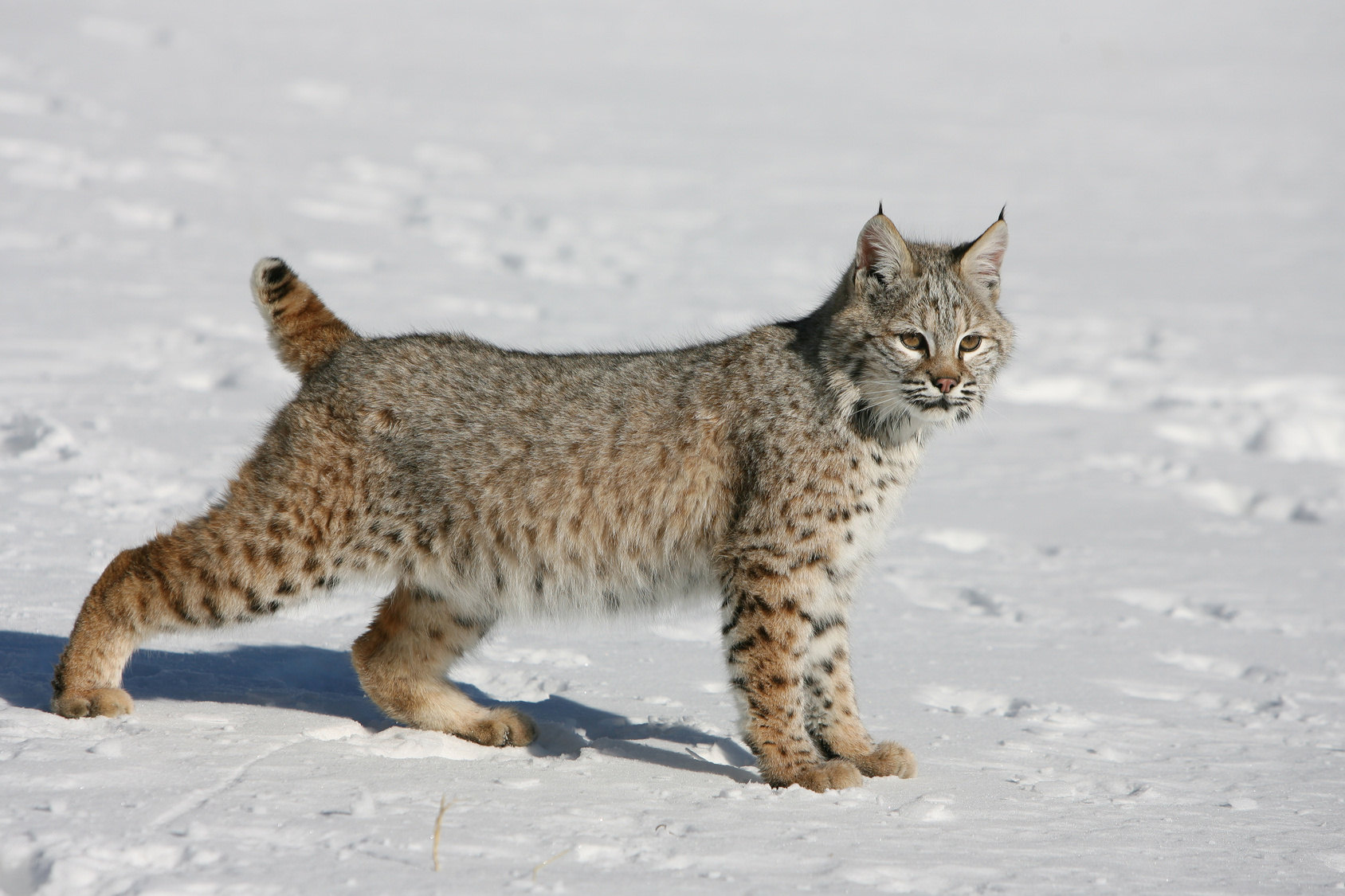 Pixie Bob - Meet The Domestic Bobcat - Cat Concerns | Maternidad y todo