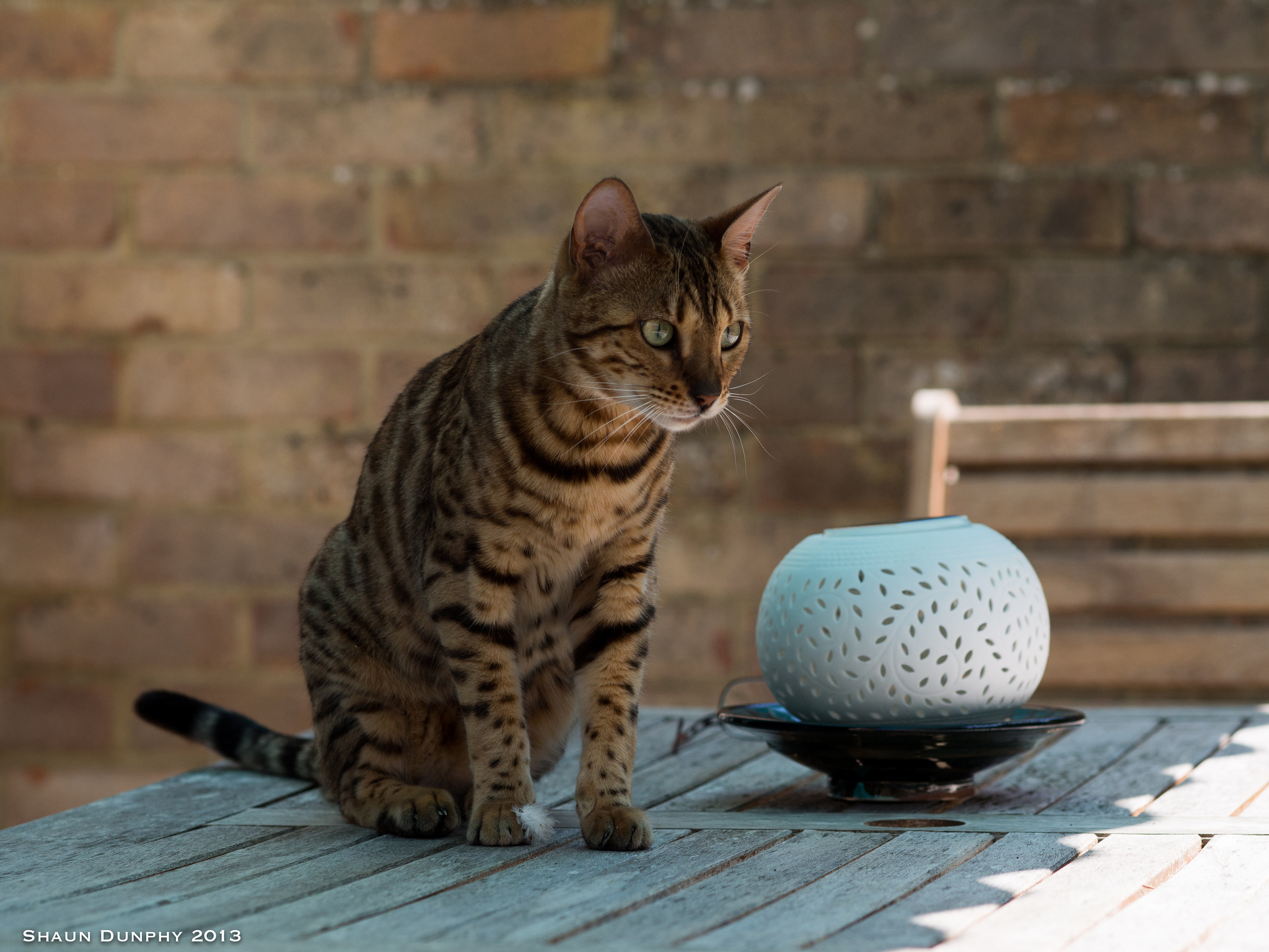 bengal cat