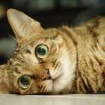 animals___cats_grey_cat_with_big_eyes_087689_