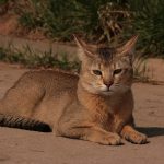 chausie_img_5217