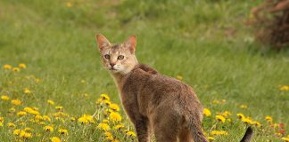 chausie cat