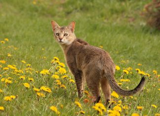 chausie cat