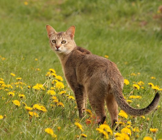 Chausie – The Exotic Jungle Cat Hybrid chausie cat