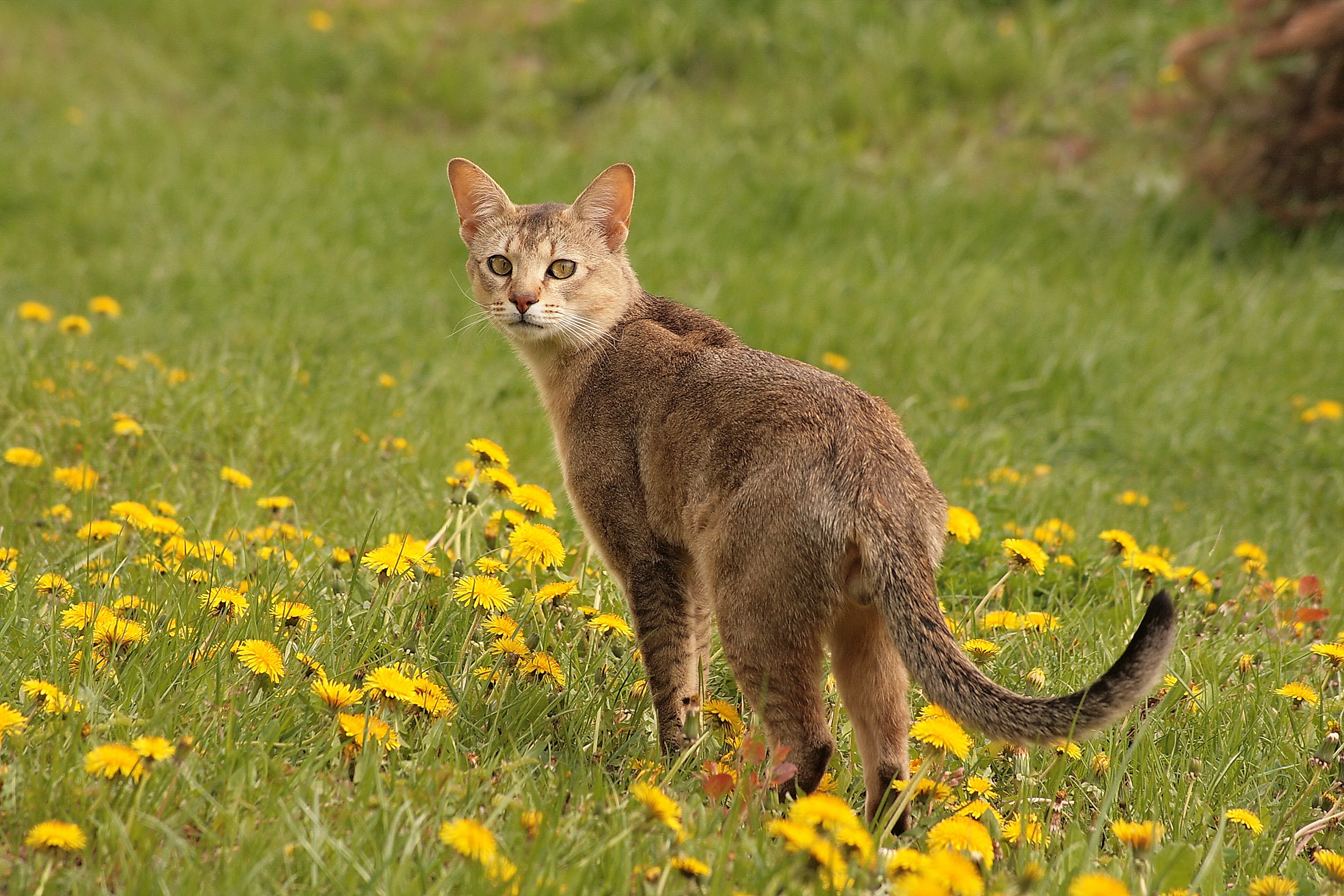 chausie cat