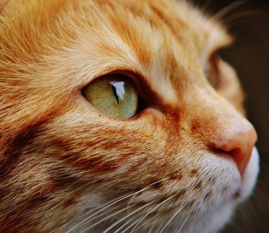 cat flatulence