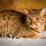 ocicat_orange