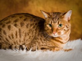 ocicat