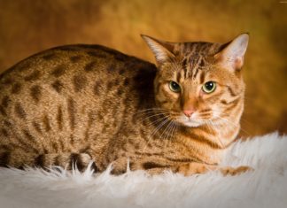 ocicat