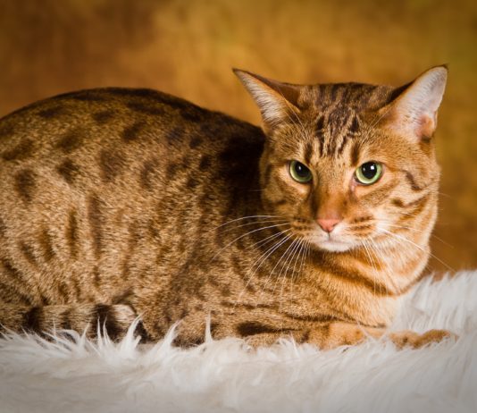 ocicat