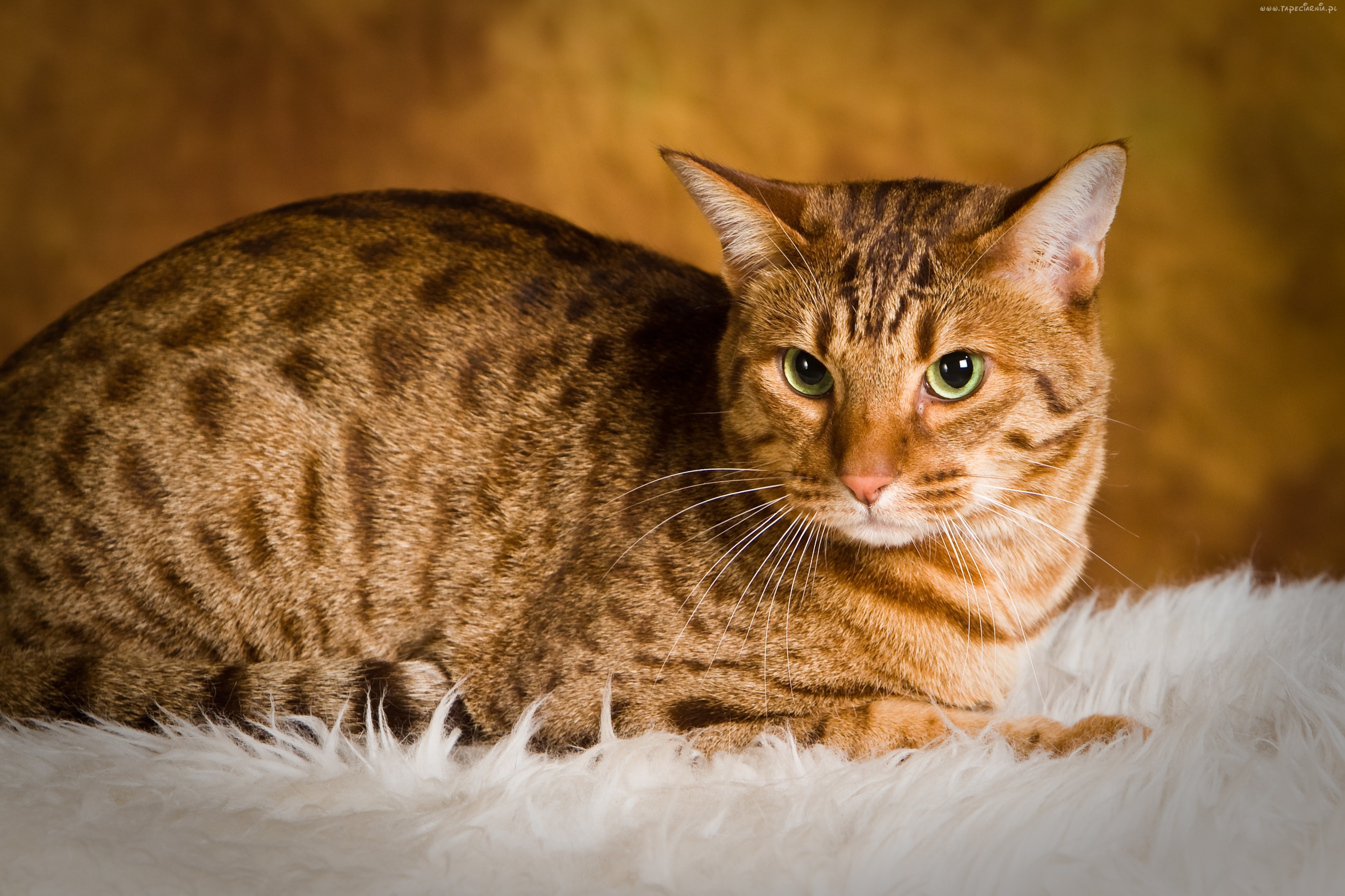 ocicat orange