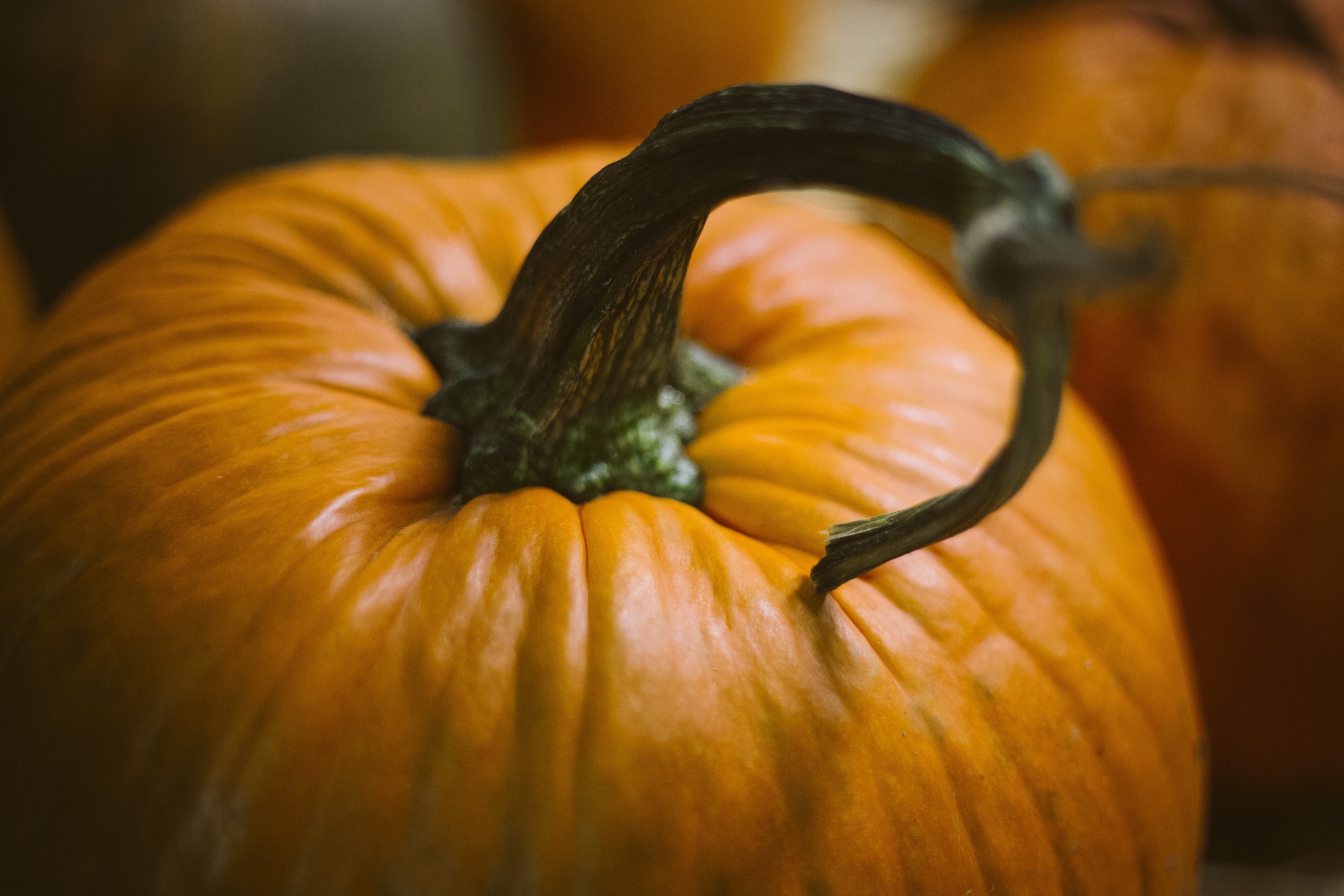 can cats eat pumpkin