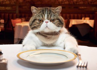 human foods that cats can eat