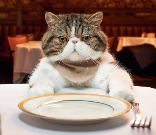 human foods that cats can eat