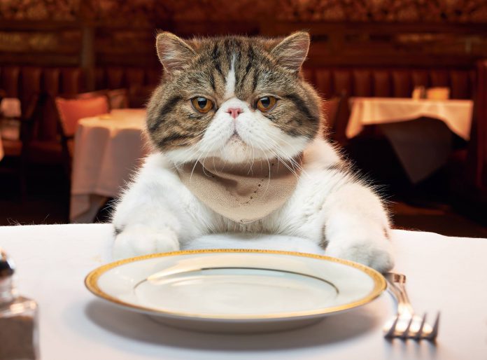 human foods that cats can eat