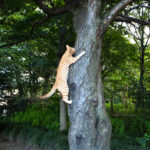 cat_climbing_tree_uchimaki_park