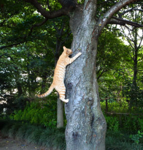 cat climbing a tree