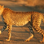 cheetah_kruger