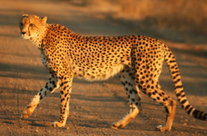 cheetah_kruger