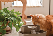 best cat fountain