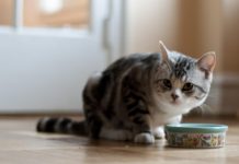 cat food ingredients