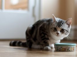 cat food ingredients