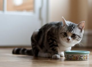 cat food ingredients