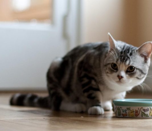 cat food ingredients