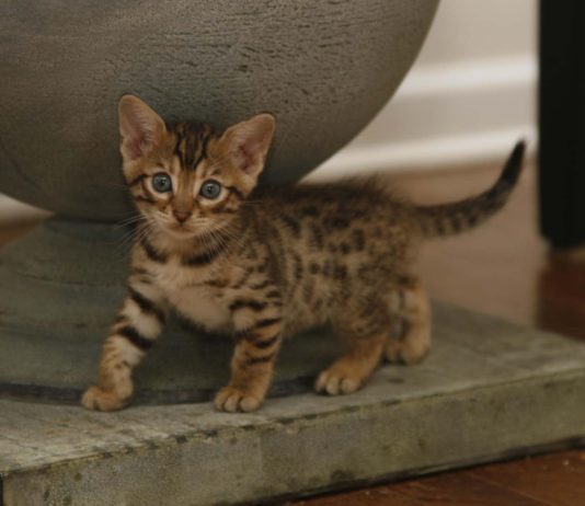 funny cat names